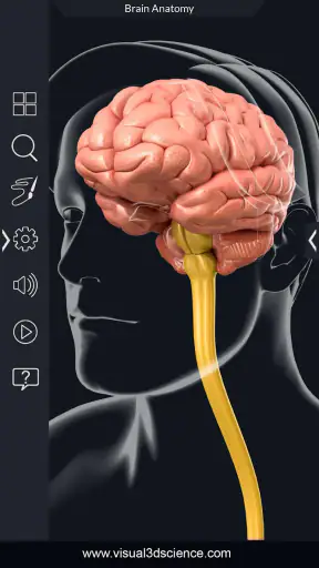 My Brain Anatomy screenshot