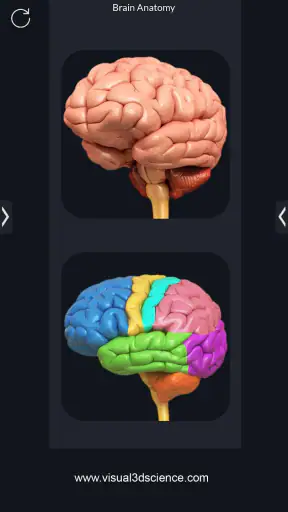 My Brain Anatomy screenshot