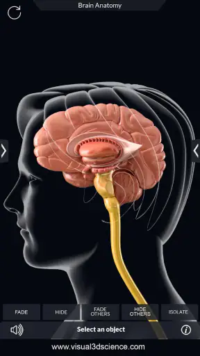 My Brain Anatomy screenshot