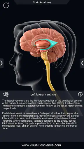 My Brain Anatomy screenshot