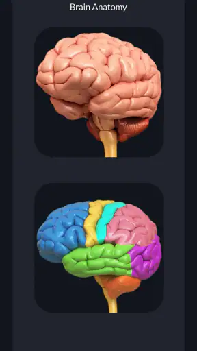 My Brain Anatomy screenshot