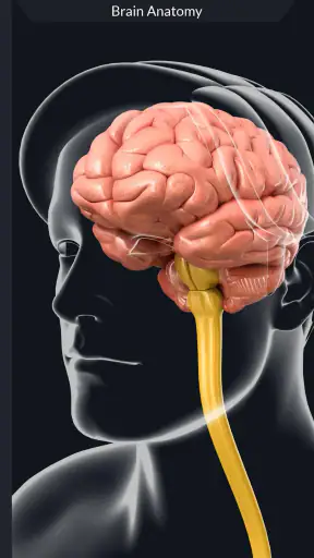 My Brain Anatomy screenshot