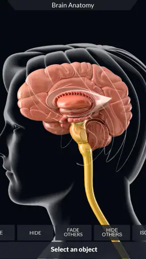 My Brain Anatomy screenshot