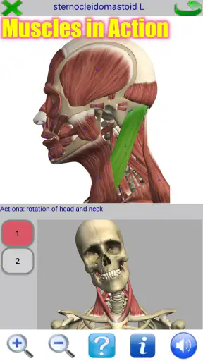 Visual Anatomy screenshot