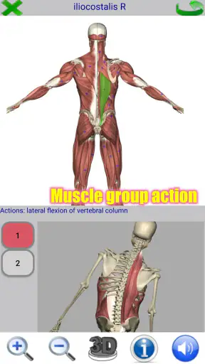 Visual Anatomy screenshot