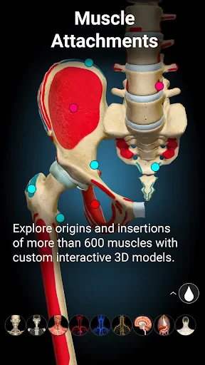 Anatomy Learning - Anatomía 3D screenshot