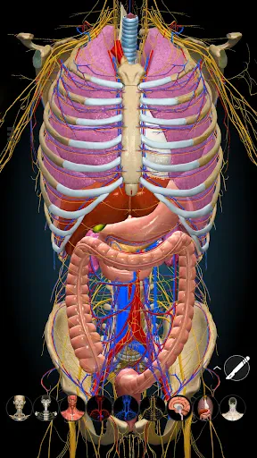 Anatomy Learning - Anatomía 3D screenshot