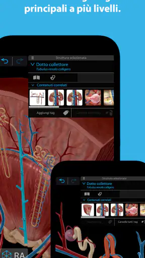 Atlante di anatomia umana 2026 screenshot