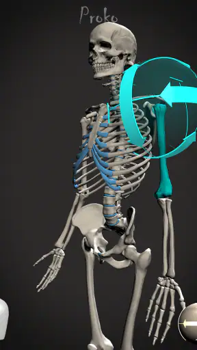 Skelly: Poseable Anatomy Model screenshot