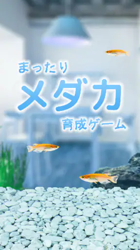 まったりメダカ育成ゲーム screenshot
