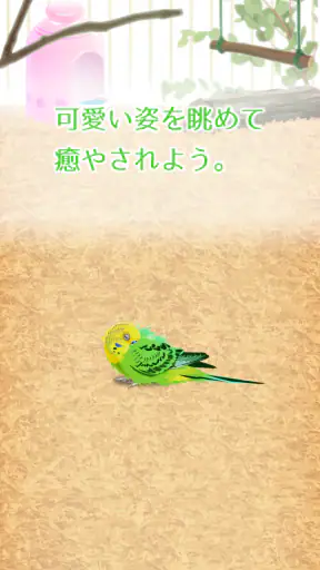 癒しのインコ育成ゲーム screenshot