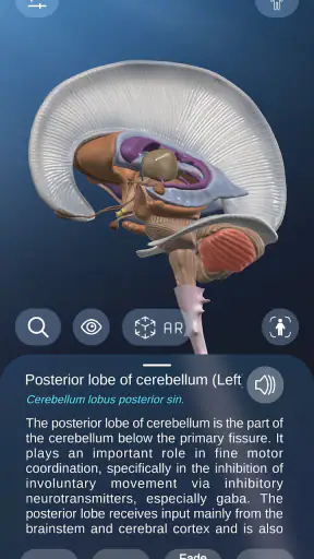 AR Anatomy screenshot
