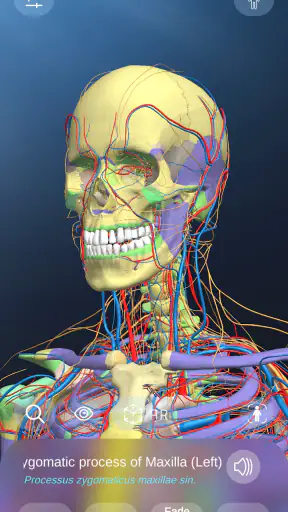 AR Anatomy screenshot