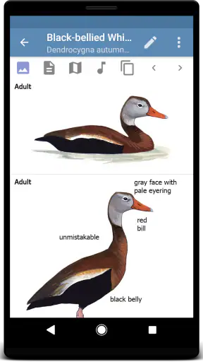 Sibley Birds 2nd Edition screenshot