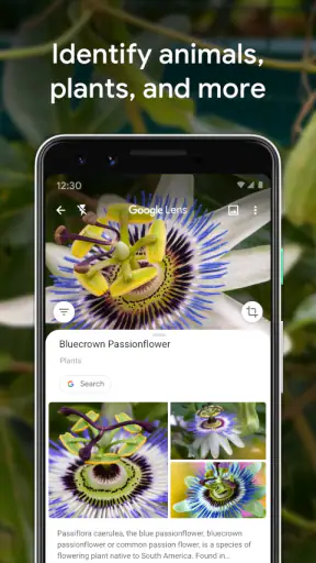 Google Lens screenshot