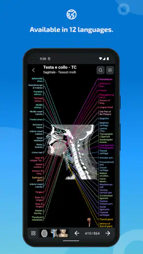 IMAIOS e-Anatomy screenshot