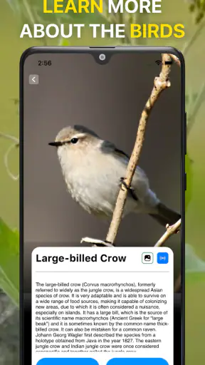 Vogelgeluiden Herkennen NL screenshot
