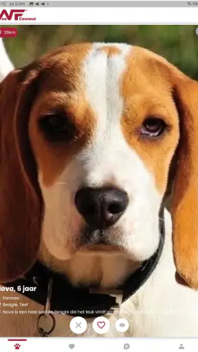 WoofConnect Hondenopvang Oppas screenshot