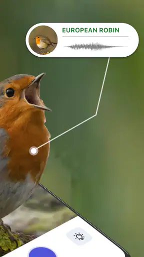 Bird Identifier: Fuglelyder ID screenshot