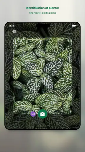 Monstera - Planteguide screenshot
