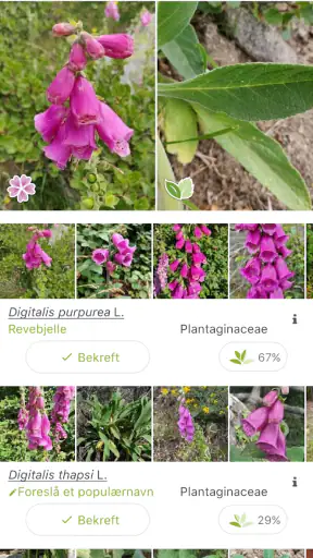 PlantNet plantegjenkjenning screenshot