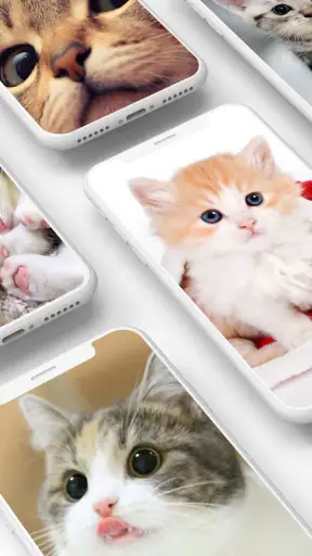 Cute Kitten Wallpapers screenshot