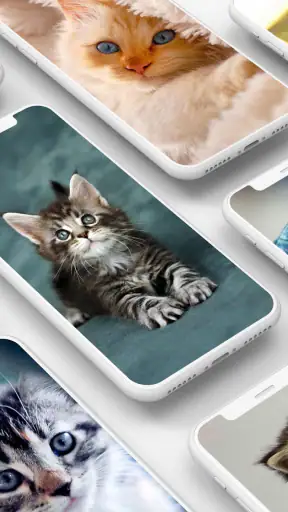 Cute Kitten Wallpapers screenshot
