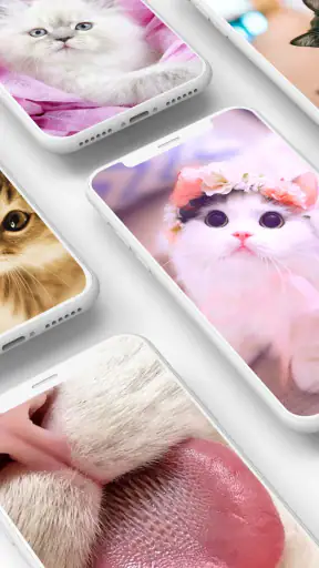 Cute Kitten Wallpapers screenshot