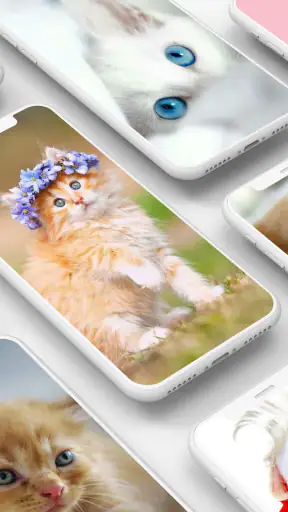 Cute Kitten Wallpapers screenshot