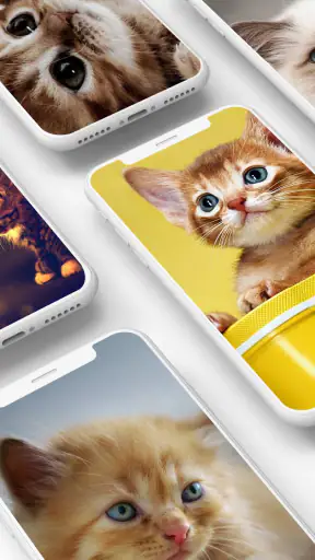 Cute Kitten Wallpapers screenshot