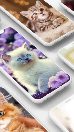 Cute Kitten Wallpapers screenshot