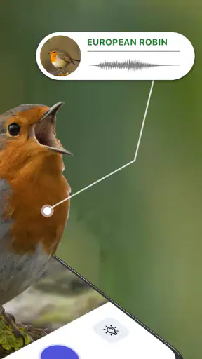Bird Identifier Fågelläten ID screenshot