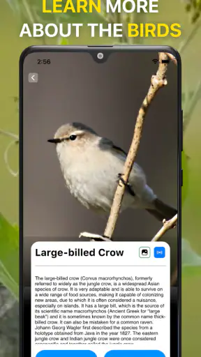 Bird Identifier Fågelläten ID screenshot