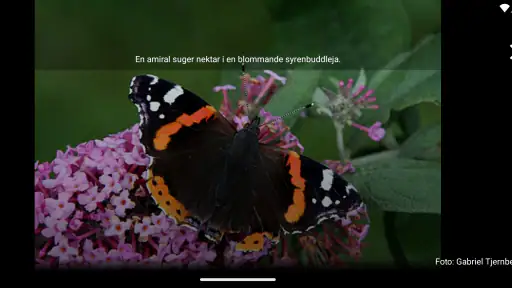 Fjärilar screenshot