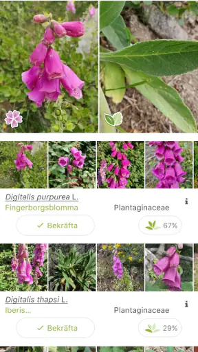 PlantNet Växtidentifiering screenshot