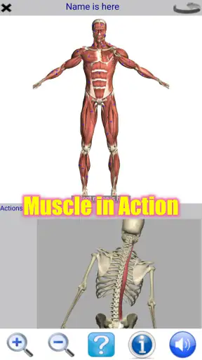 Visual Anatomy Lite screenshot