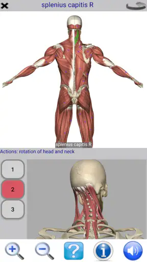 Visual Anatomy Lite screenshot