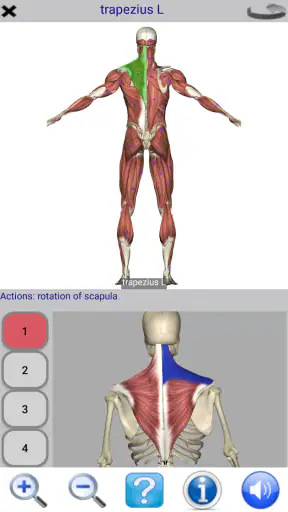 Visual Anatomy Lite screenshot