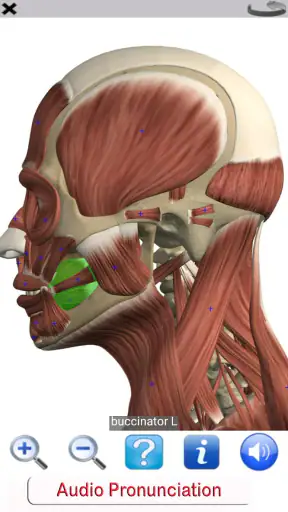 Visual Anatomy Lite screenshot