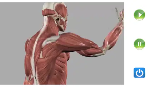 Visual Anatomy Lite screenshot